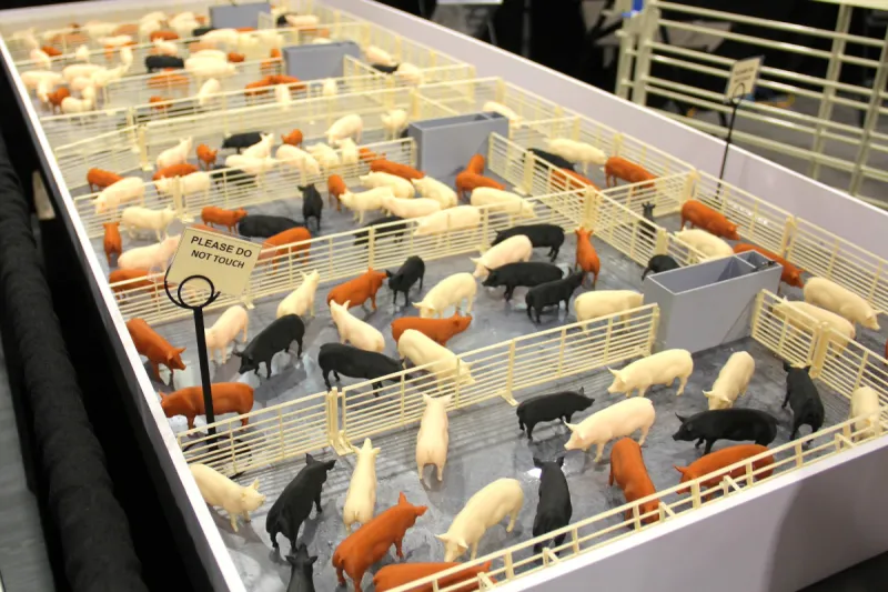 Lax oversight of hog CAFOs harms endangered species, study finds