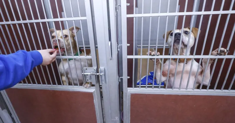 Cedar Bend Humane Society seeking dog bed donations