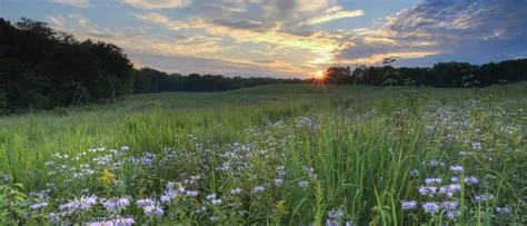 Cancer, Prairie Strips -- Iowa Food System Coalition Podcast