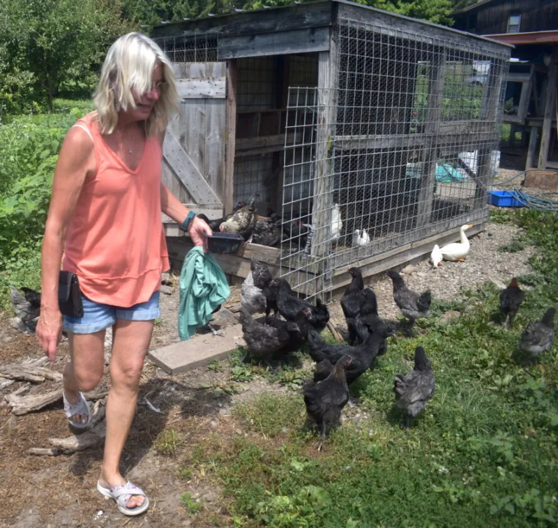 Council passes first reading of new chicken keeping ordinance