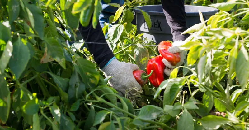 They harvest the nation's food, but a new rule may strip them of health insurance