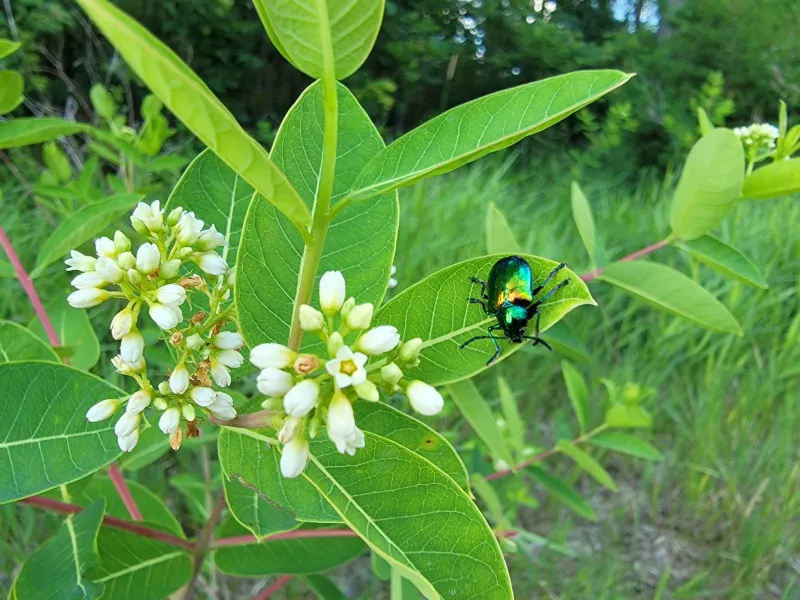 Iowa wildflower Wednesday: Prairie dogbane (Indian hemp)