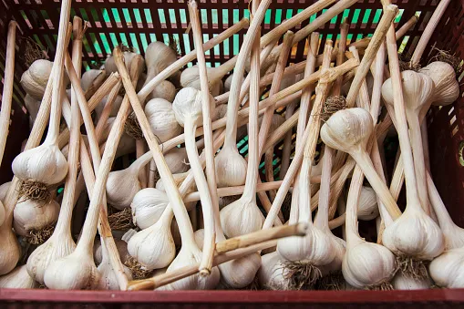 The time is ripe for hardneck garlic