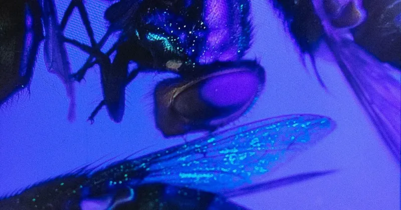 US tests GMO flies to fight flesh-eating livestock pest