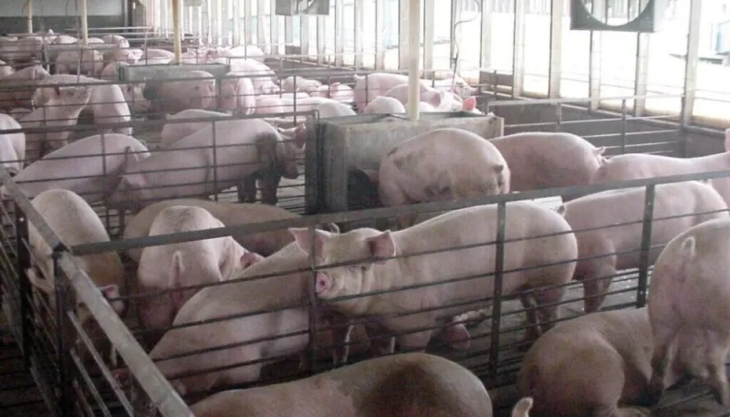 Researchers identify thousands more Iowa livestock facilities than state database shows