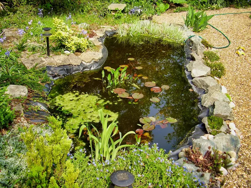 North Iowa Outdoors: Aquatic Plants are Vital to Sustain Vibrant Ecosystems