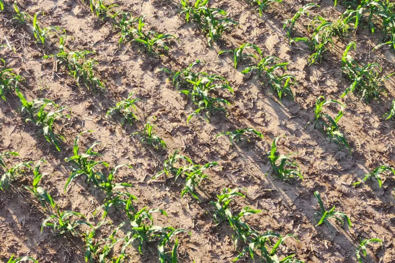 Democratic candidates attend farmers' forum: 'We can't be saying we feed the world when we can't feed Polk County'