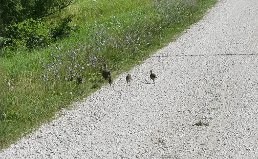 Iowa pheasant population survey begins Aug. 1