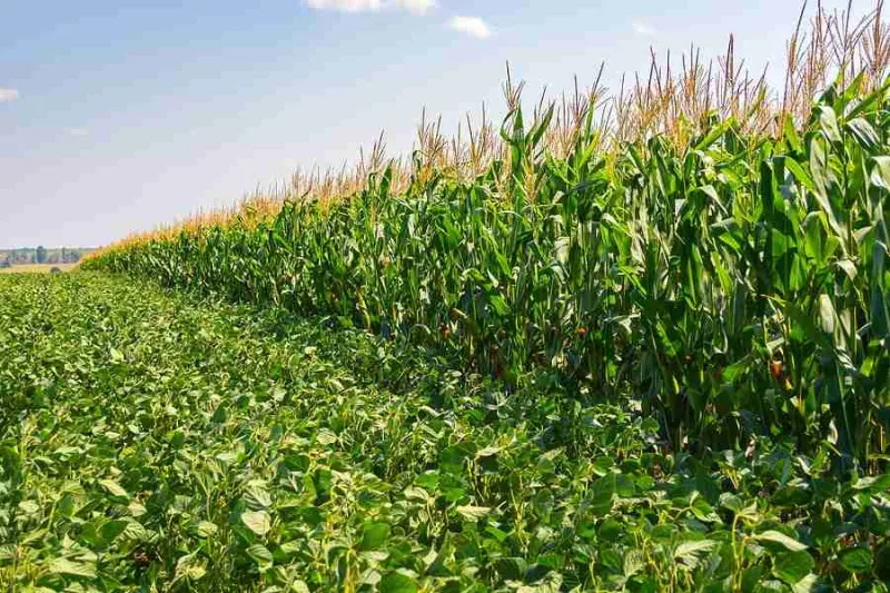 Iowa Crop Progress and Condition Report