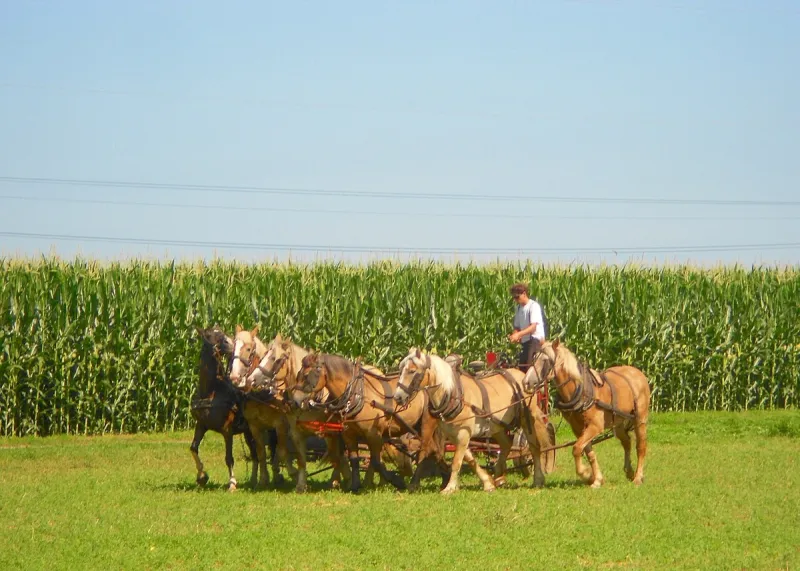 Iowa Supreme Court Upholds Immunity in Horse-Drawn Mower Injury Case