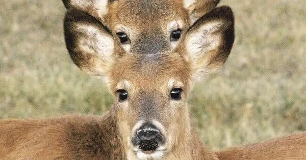 DNR sets meetings about deer season changes in NW Iowa