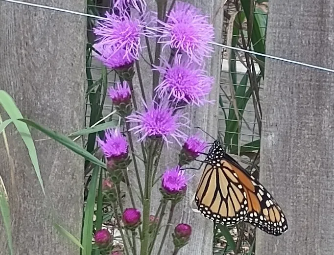 Beyond milkweed: Creating habitat for Monarchs