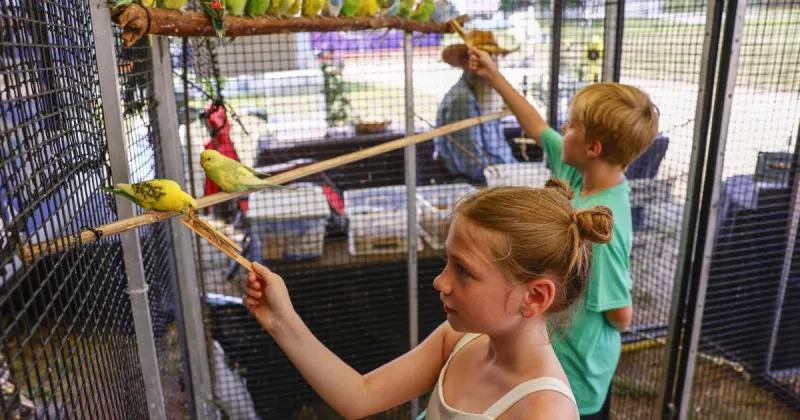 Bremer County Fair offers unique parakeet exhibit, classic activities