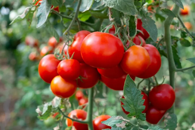 When life gives you tomatoes ... make salsa