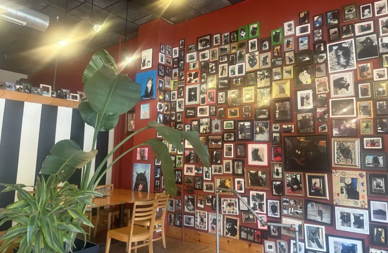 How Black Cat came back to downtown