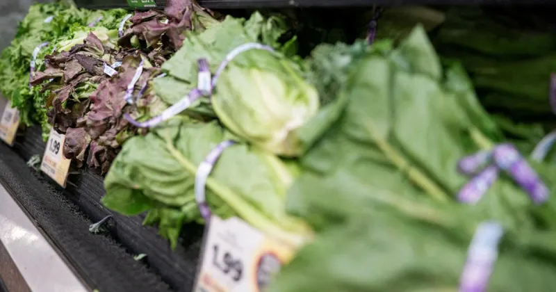 US diners avoid restaurants as cyclosporiasis fears cut lettuce sales