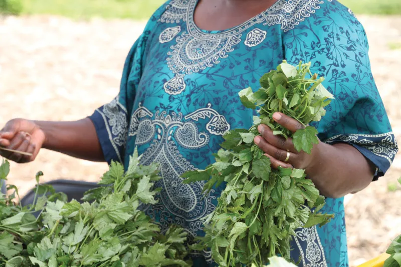 International produce you might find at the farmers market