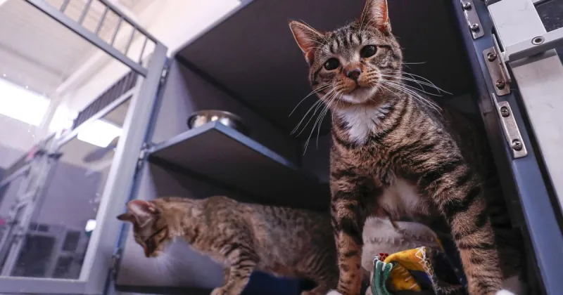 Discounted spay and neuter program offered for barn, free-roaming cats at humane society