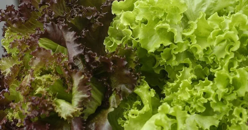 Cyclospora outbreak grows in Iowa, with nearly 50 new cases confirmed