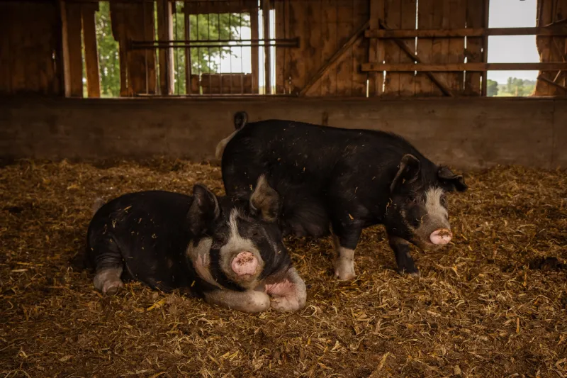 The Save Our Bacon Act won't save American farms