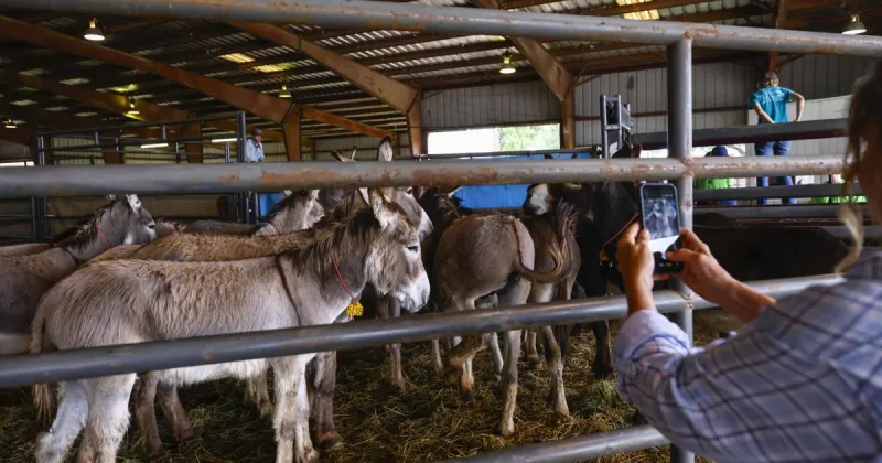 What to know about wild horses, burros being offered for adoption in Waterloo