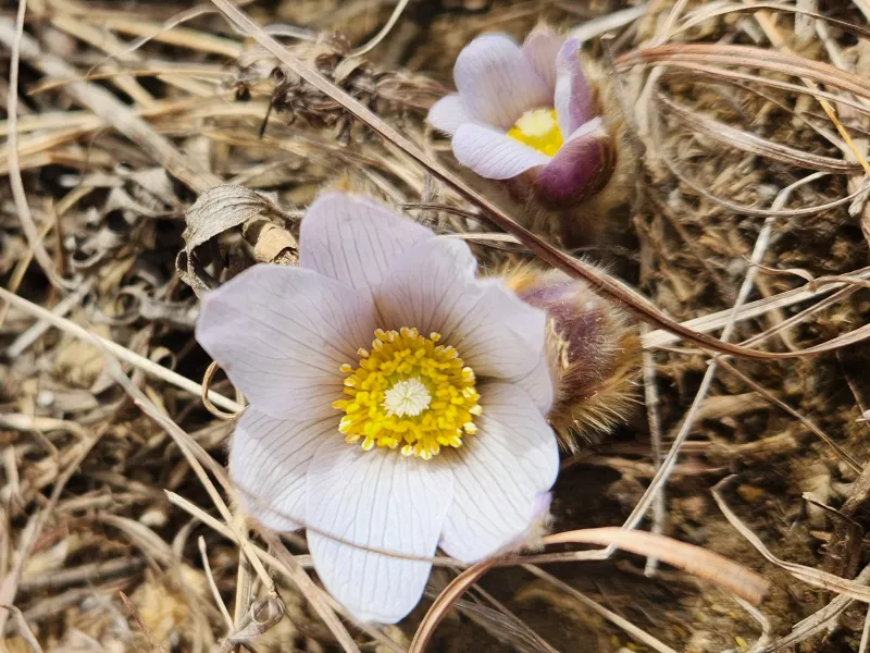 Hunting for Pasque flowers in northwest Iowa hill prairies