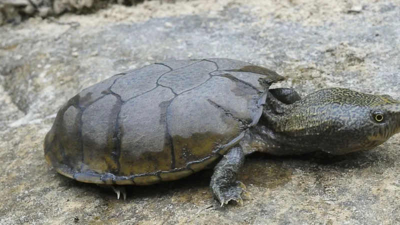 Ankeny man charged in Alabama with capturing 100-plus protected flattened musk turtles