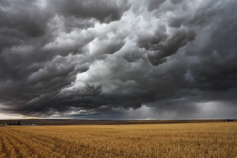Late Season Hail Damage: How to Salvage the Situation