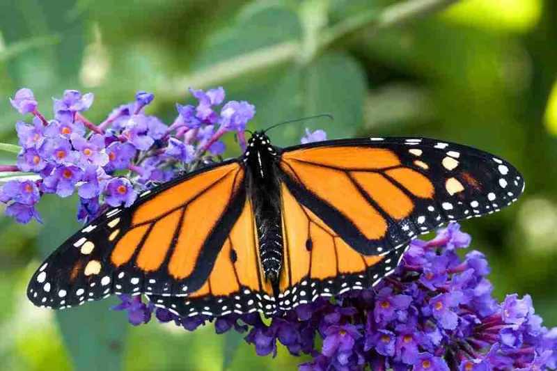 Monarch Tagging Program Scheduled