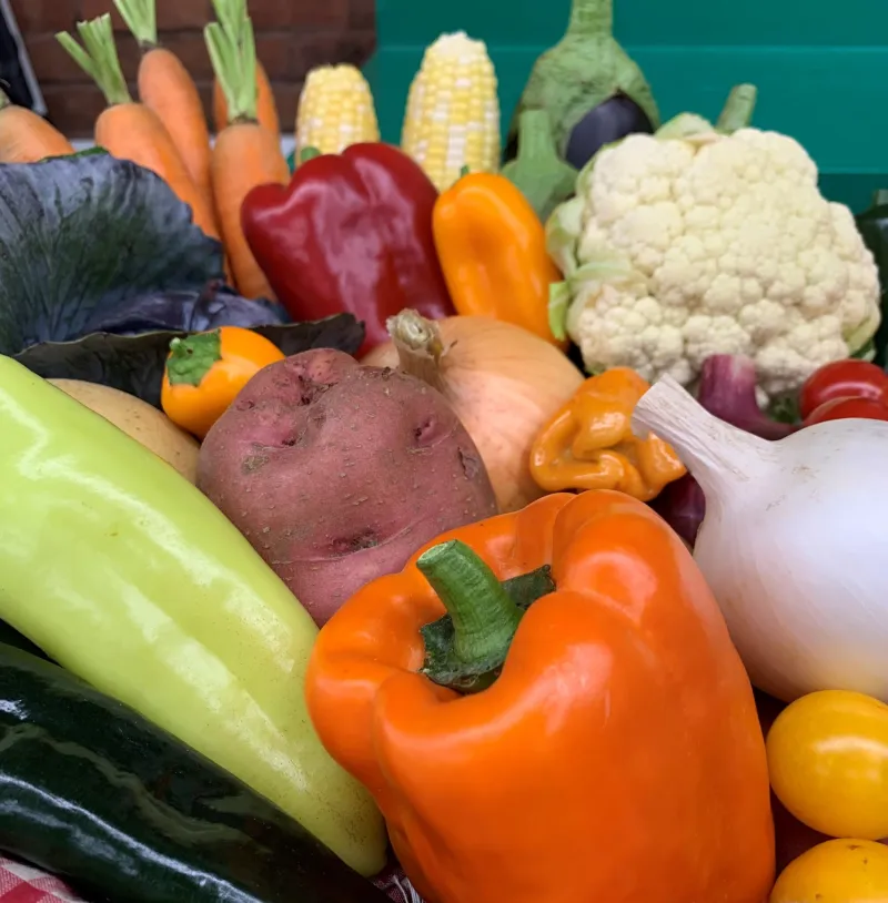 Harvest Time in the Home Vegetable Garden