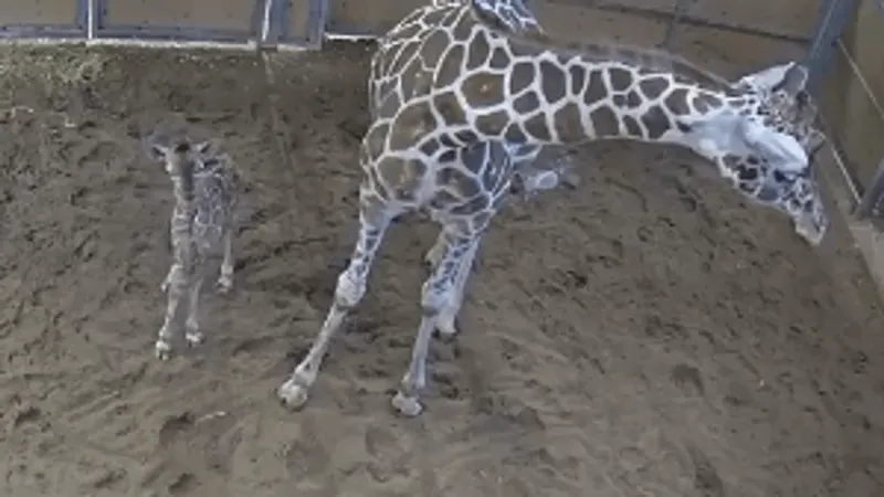 Blank Park Zoo welcomes newborn giraffe calf