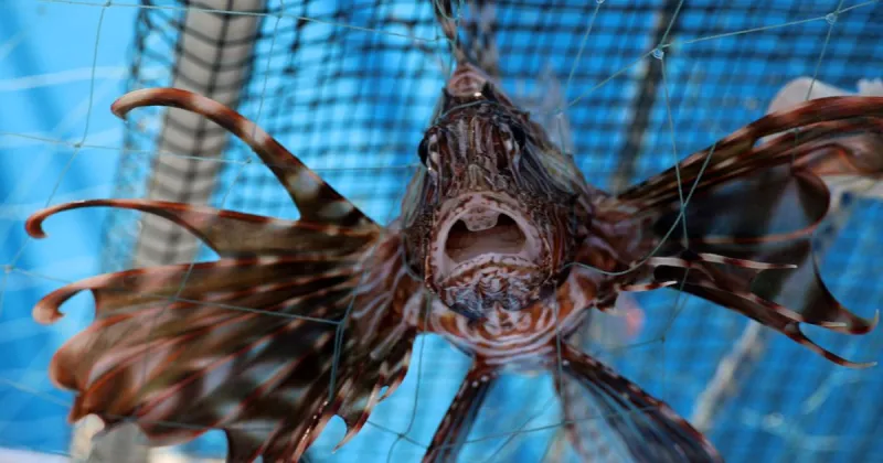 Global warming brings invasive species to the Mediterranean Sea