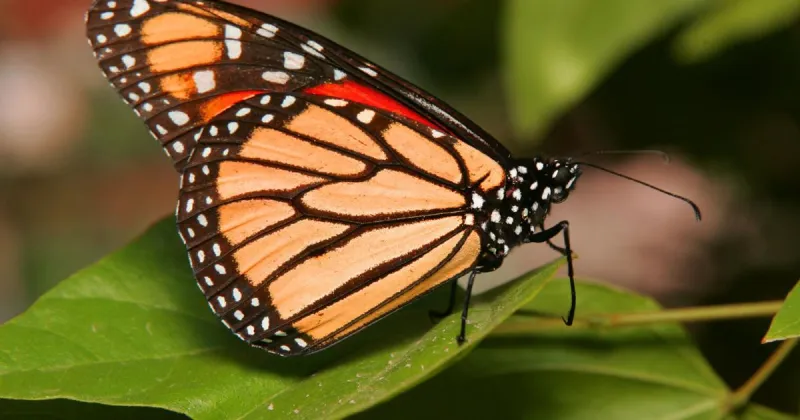 NewAldaya Lifescapes ribbon cutting and butterfly release to mark a season of resilience