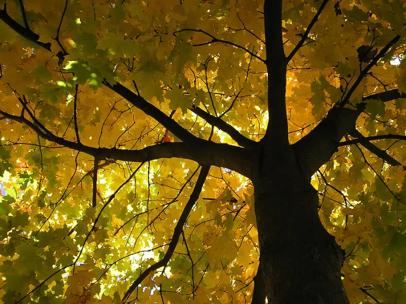 Garner Chamber Applies for a DNR Municipal Tree Grant
