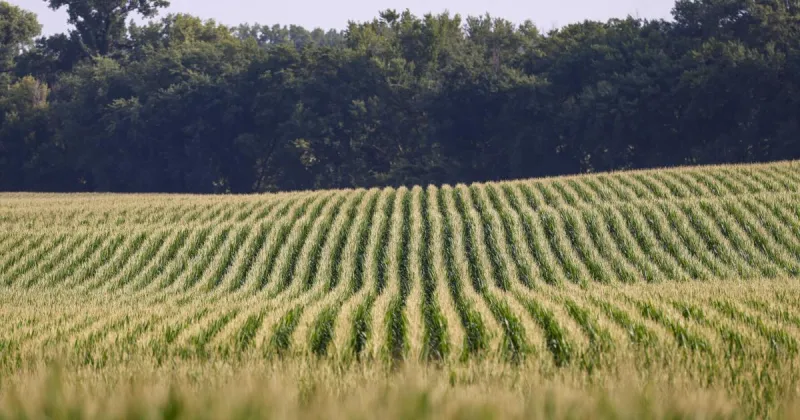 Crop management field day for farmers planned in Winneshiek County on Saturday