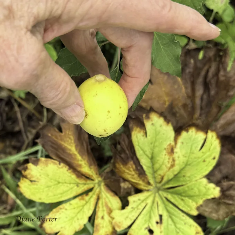 Iowa wildflower Wednesday: Mayapple fruit