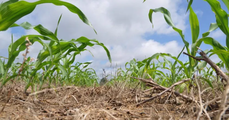 National group releases cover crop tool modeled after Iowa 'batch and build' program