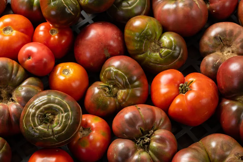 The bright side of a bad tomato season
