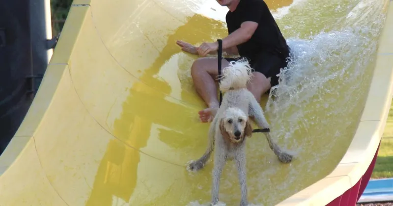 'Pupular' event draws dogs to The Falls in Cedar Falls for the annual Doggy Dip