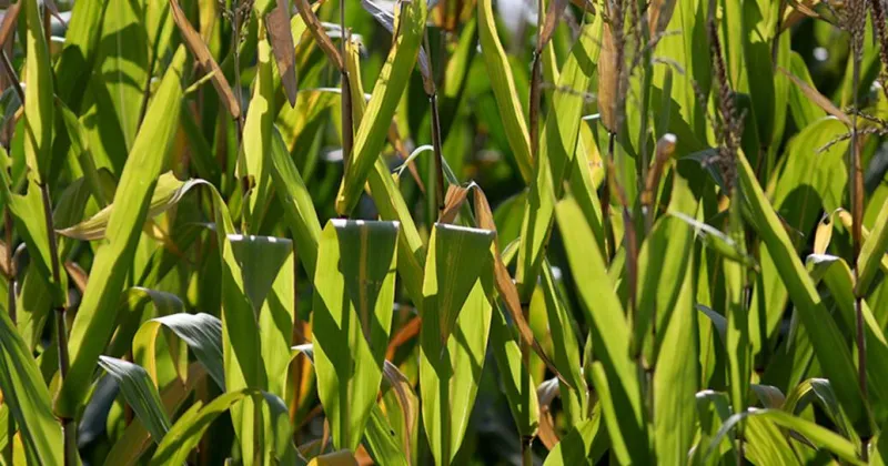 Crop report finds nearly half of Iowa corn in dent stage