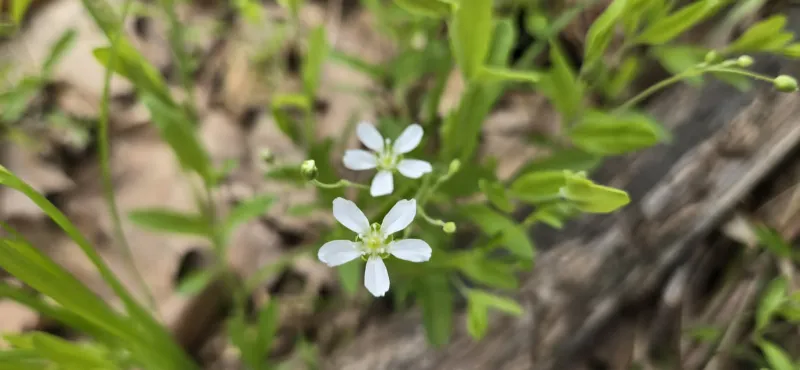 Iowa wildflower Wednesday: Bluntleaf Sandwort
