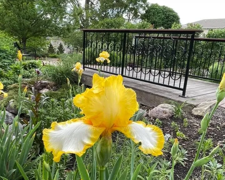 Central Gardens Summer Garden Party Set for Saturday in Clear Lake