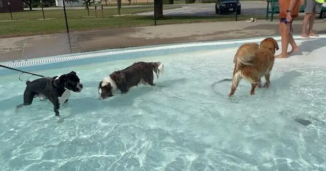 Who let the dogs out...and in the pool?