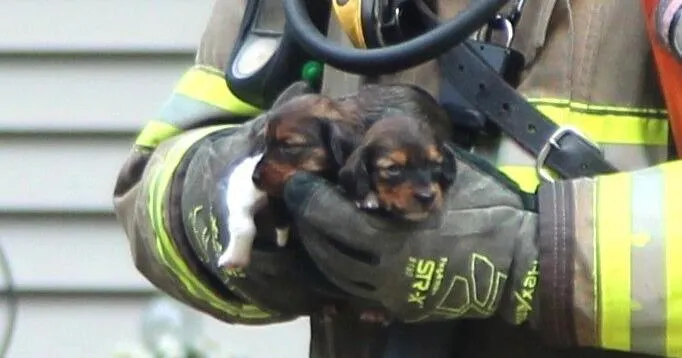What to know about puppies saved from burning Waterloo home
