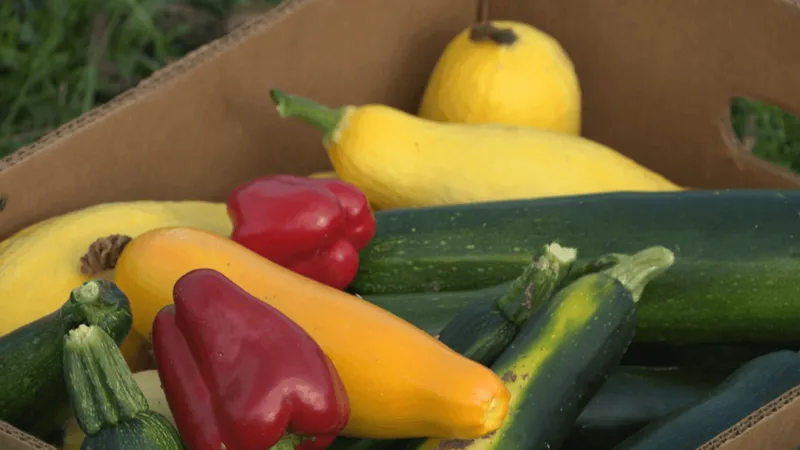 Local nonprofit harvesting fresh produce for families in need