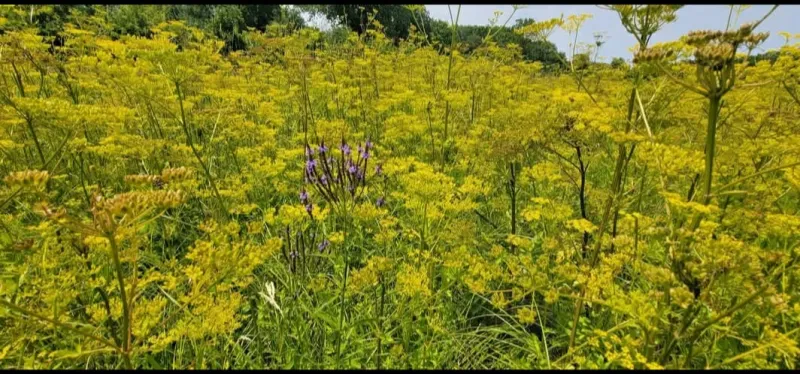 Iowa wildflower Wednesday: Wild parsnip