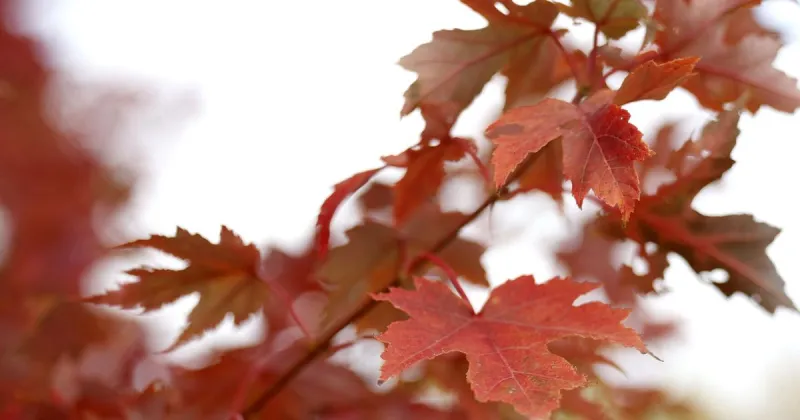 Which fall tradition do you look forward to most each year?