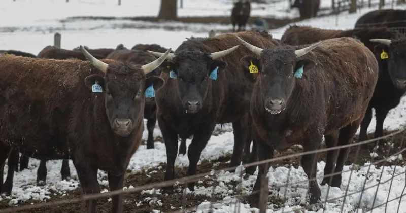 Iowa Republicans urge Trump to expand U.S. beef markets