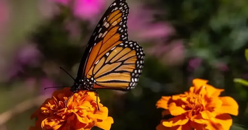 DeSoto holding monarch tagging events Saturday and Sept. 19