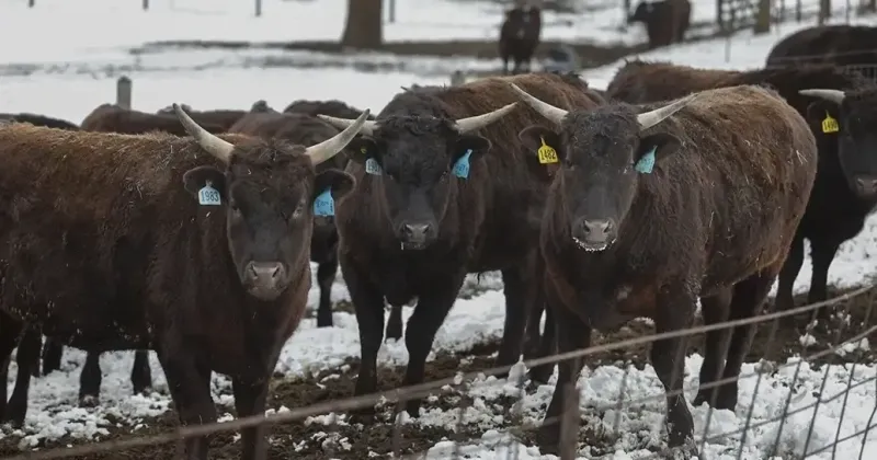 Iowa Republicans urge President Donald Trump to expand US beef markets